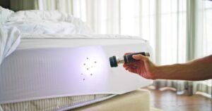 Bed Bug Inspection York
