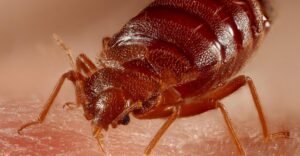 Emergency Bed Bug Treatment York